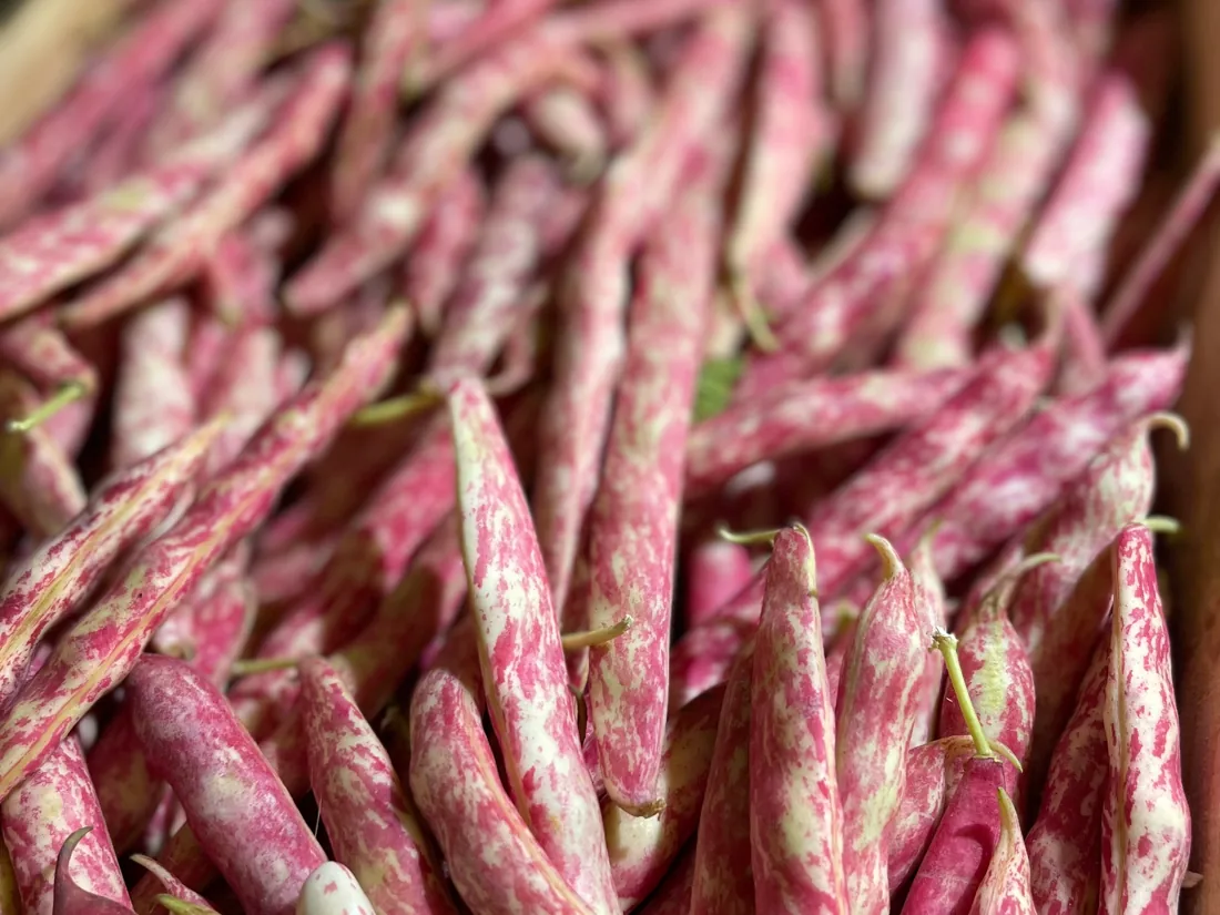 Haricots borlotti frais du marché